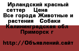 Ирландский красный сеттер. › Цена ­ 30 000 - Все города Животные и растения » Собаки   . Калининградская обл.,Приморск г.